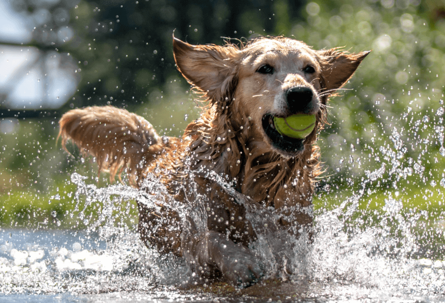 Pet Microchipping Near Me Budd Lake Animal Hospital