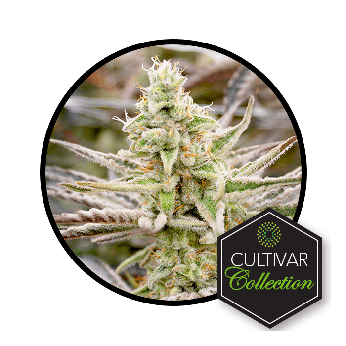 Cap's Frozen Lemons Sativa Flower Trulieve BudReviews
