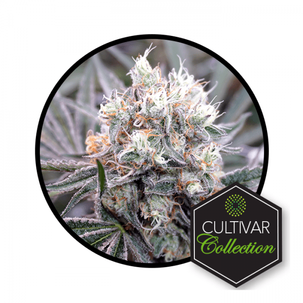 Durban Grapefruit Sativa Flower Trulieve BudReviews