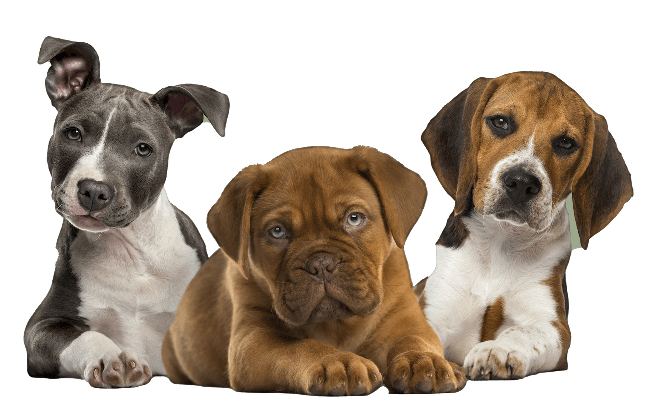 Buddy and Friends Dog Daycare Amherst Buffalo NY