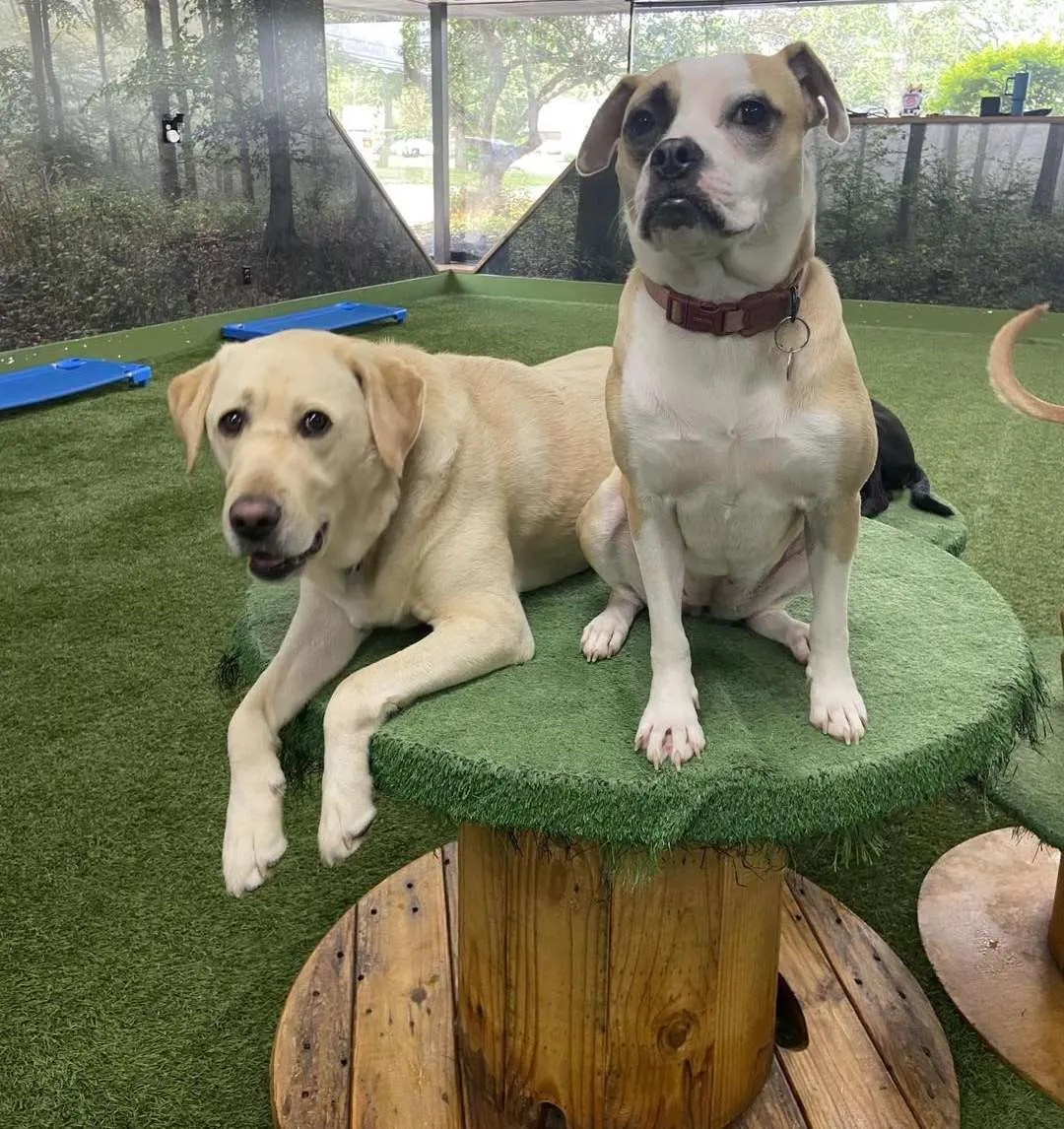 Dog Daycare in Tonawanda NY Grooming Services