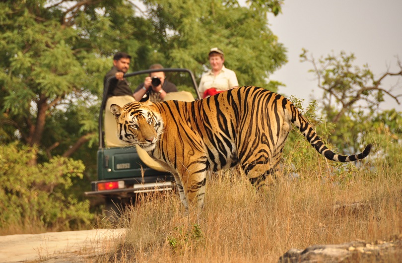 JIM CORBETT NATIONAL PARK Buddymantra