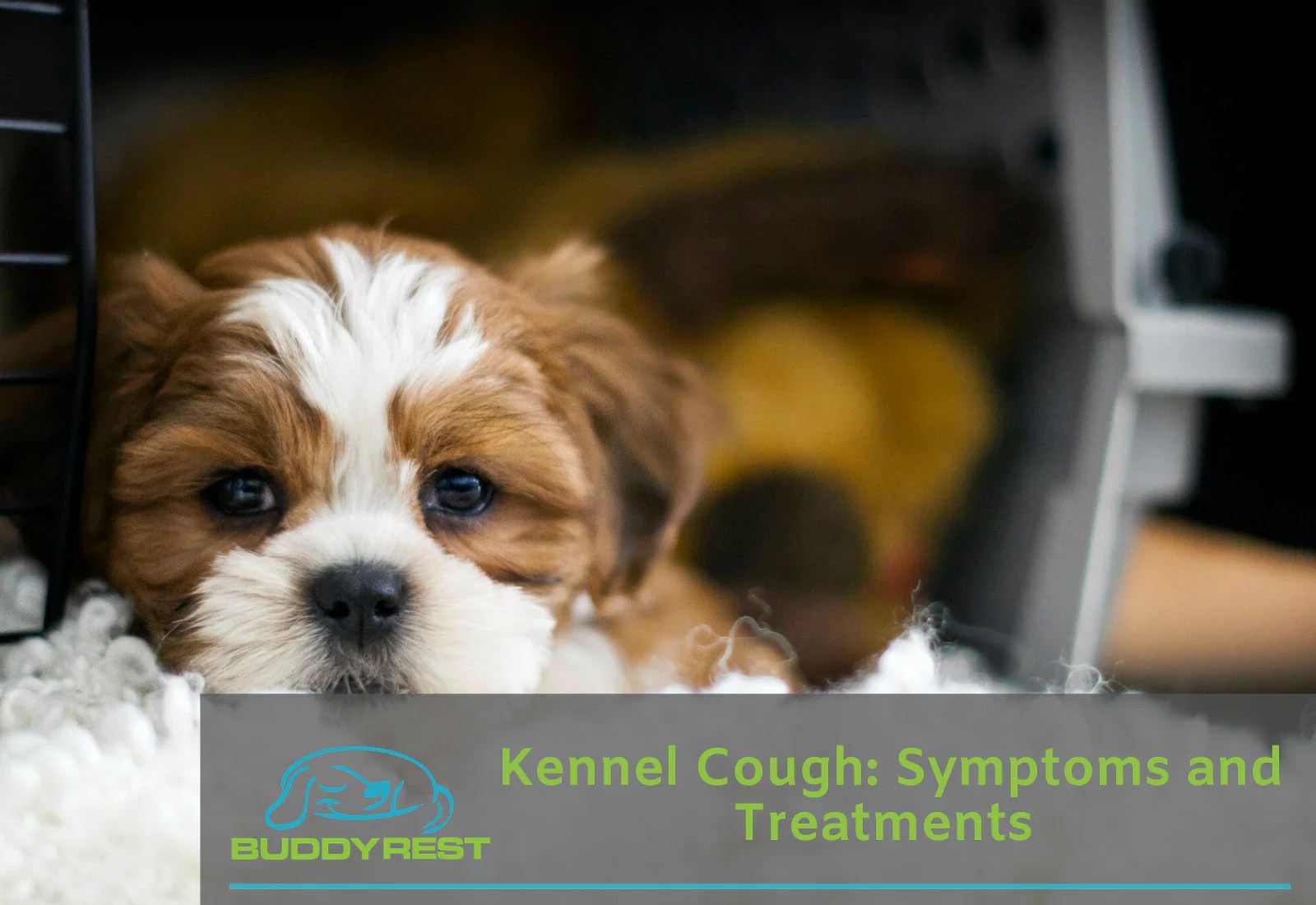 Kennel cough Symptoms and Treatments by a Veterinarian