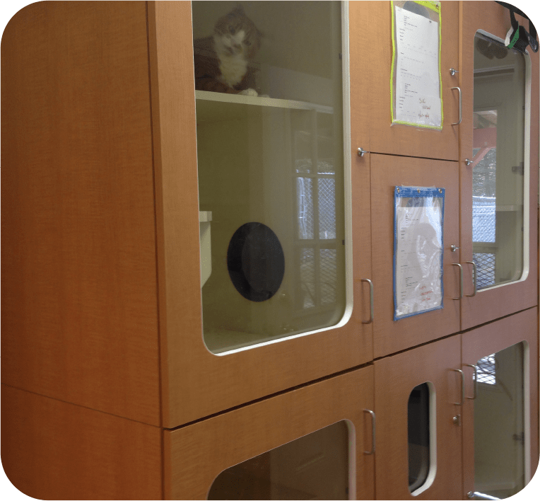 About Us Buddys Pet Resort and Mobile Grooming