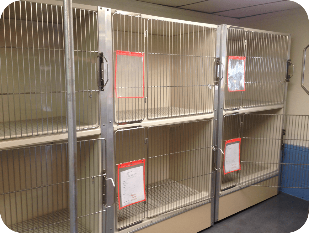 About Us Buddys Pet Resort and Mobile Grooming