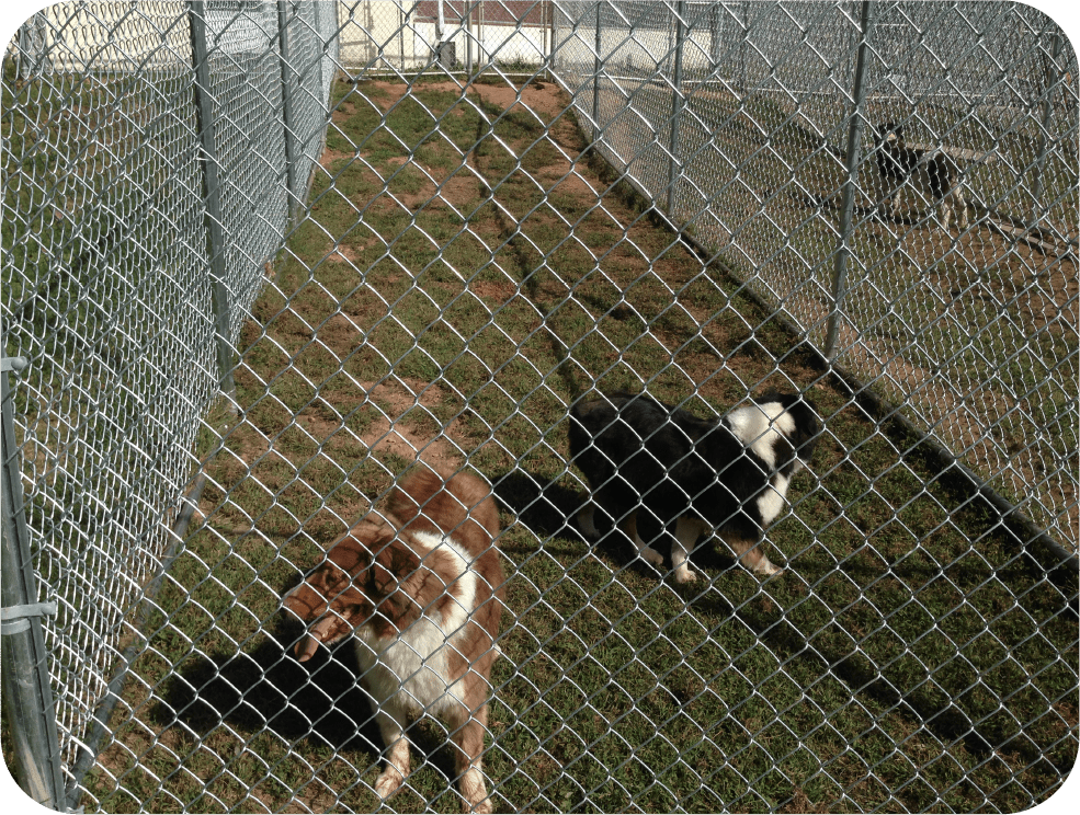 About Us Buddys Pet Resort and Mobile Grooming