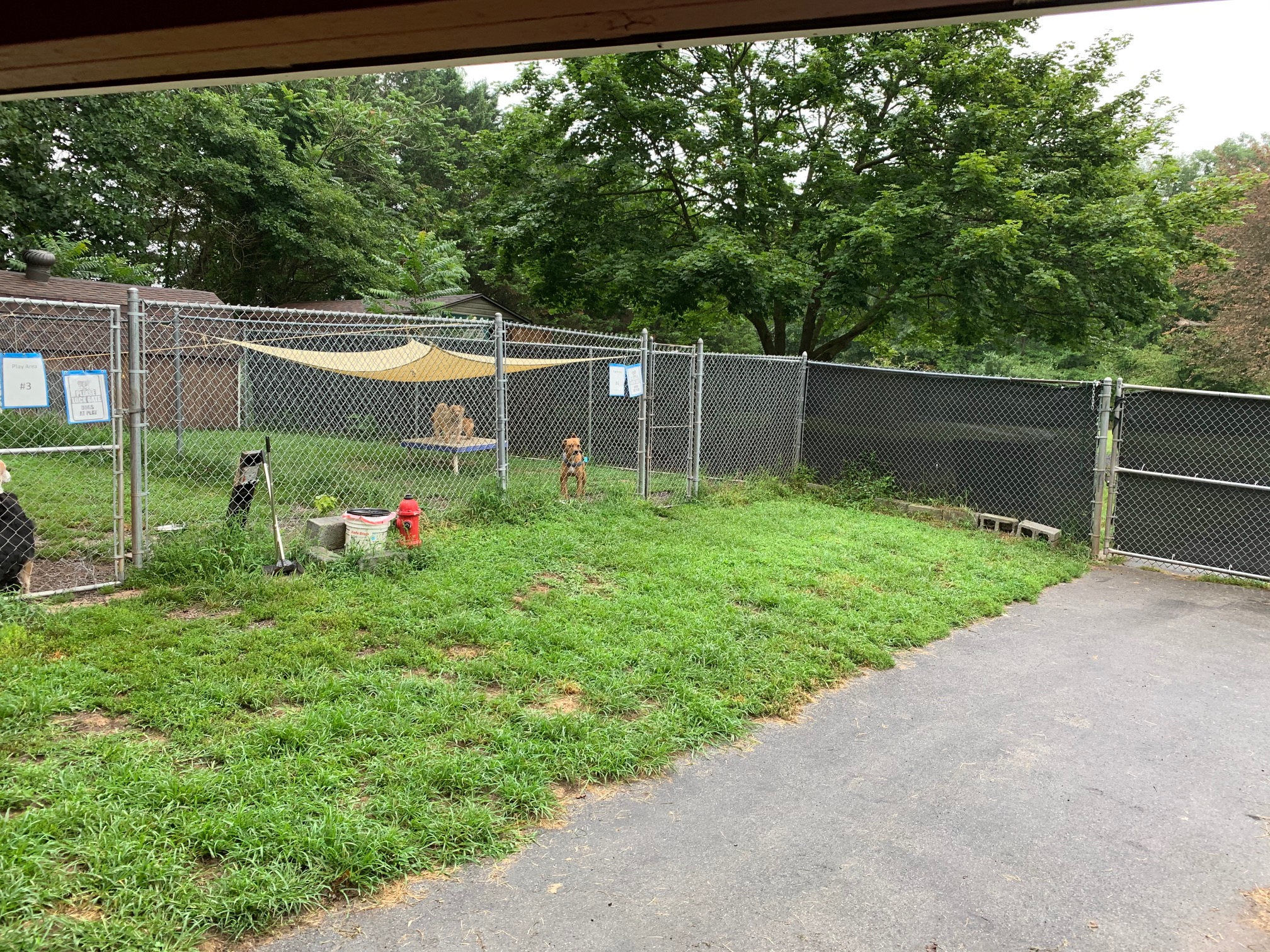 Pet Lodging Buddys Pet Resort and Mobile Grooming