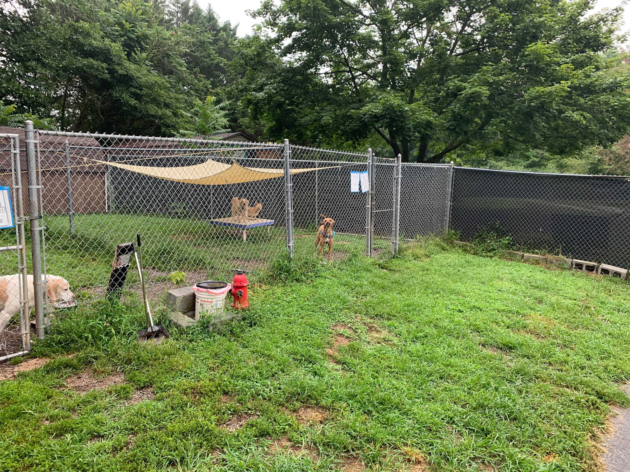 Pet Lodging Buddys Pet Resort and Mobile Grooming