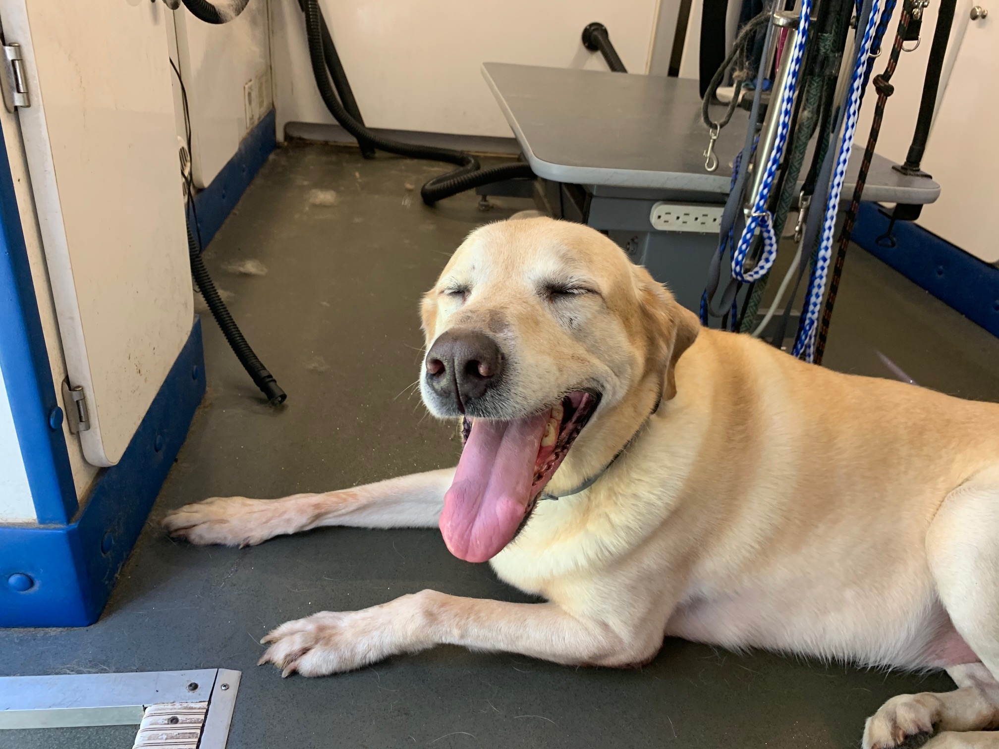 Doggie Day Care Buddys Pet Resort and Mobile Grooming