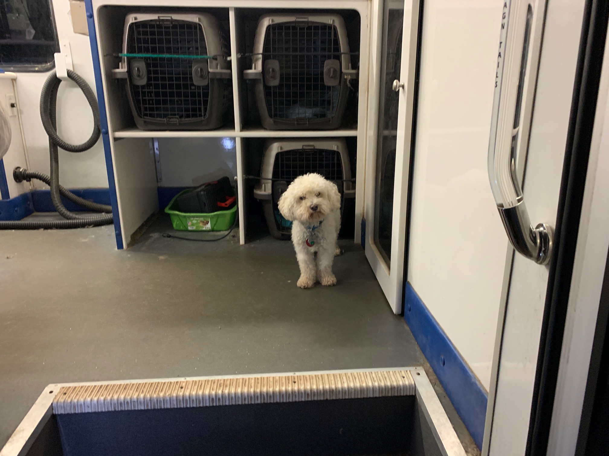 Pet Lodging Buddys Pet Resort and Mobile Grooming