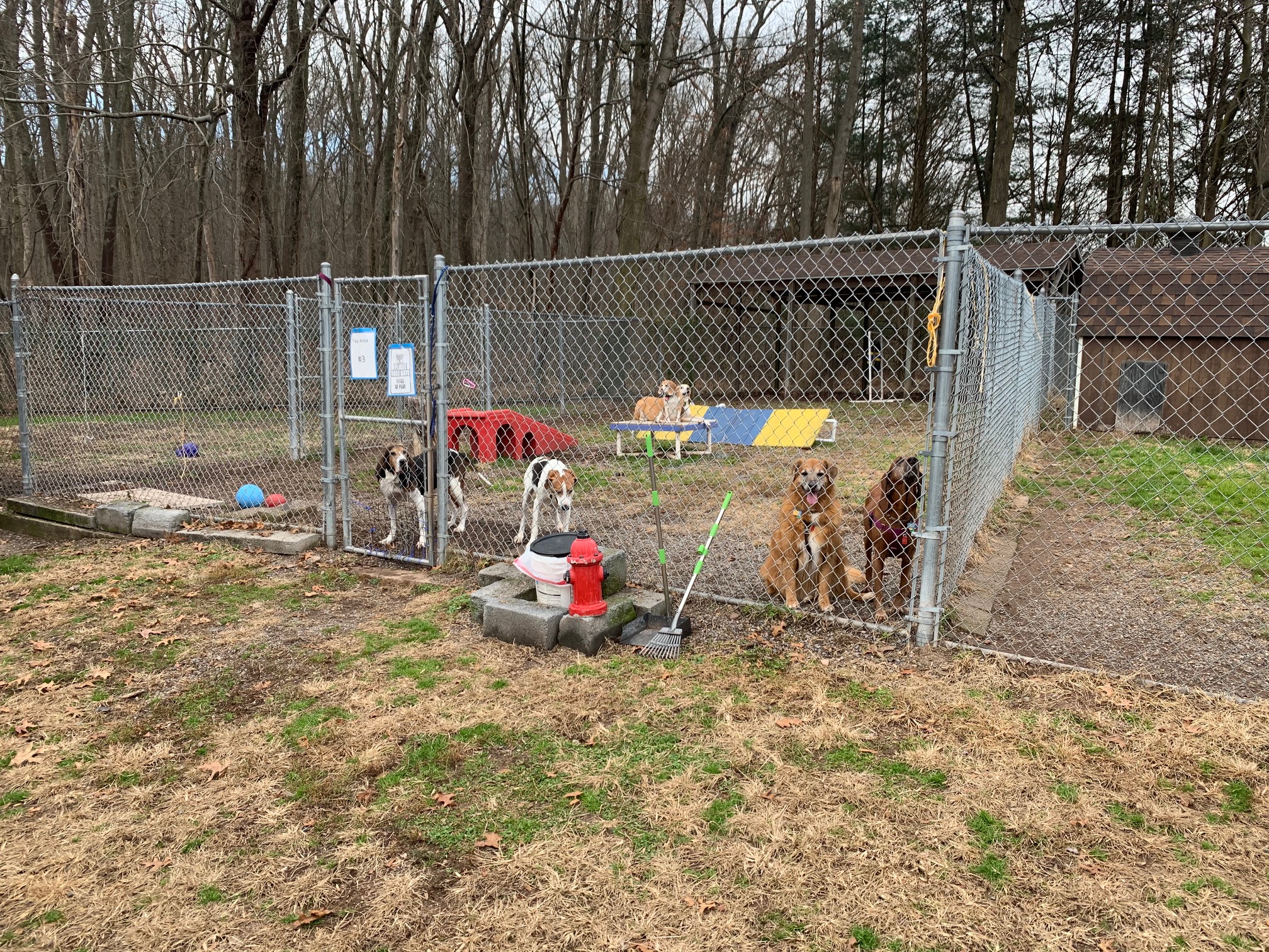 Pet Lodging Buddys Pet Resort and Mobile Grooming