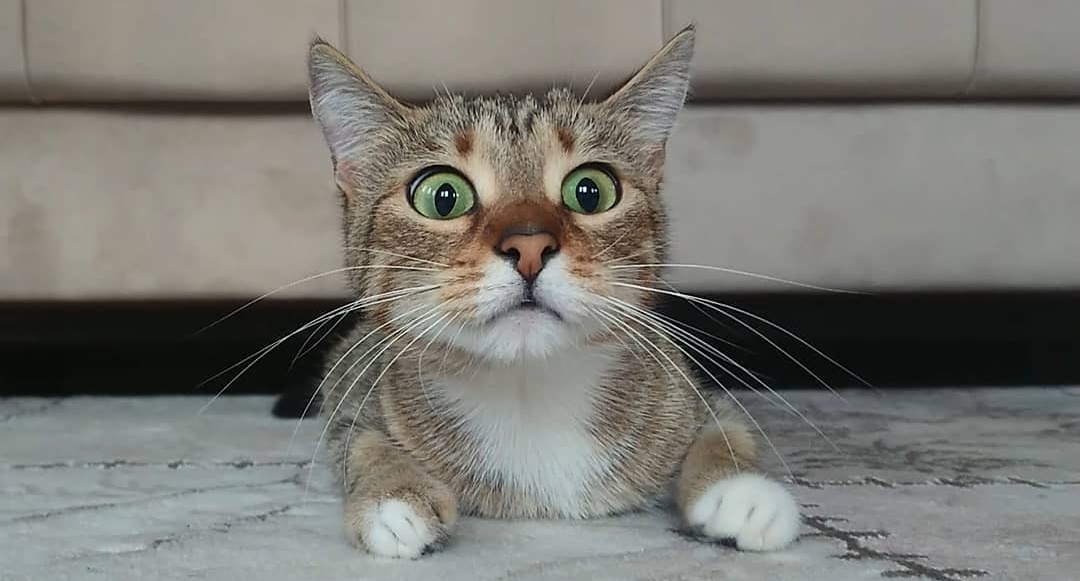 cat watching horror movie Pain In The Bud