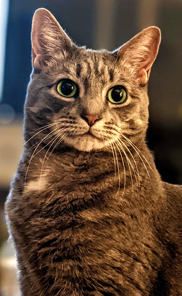 Happy Thanksturkey from Buddy the Cat! Pain In The Bud