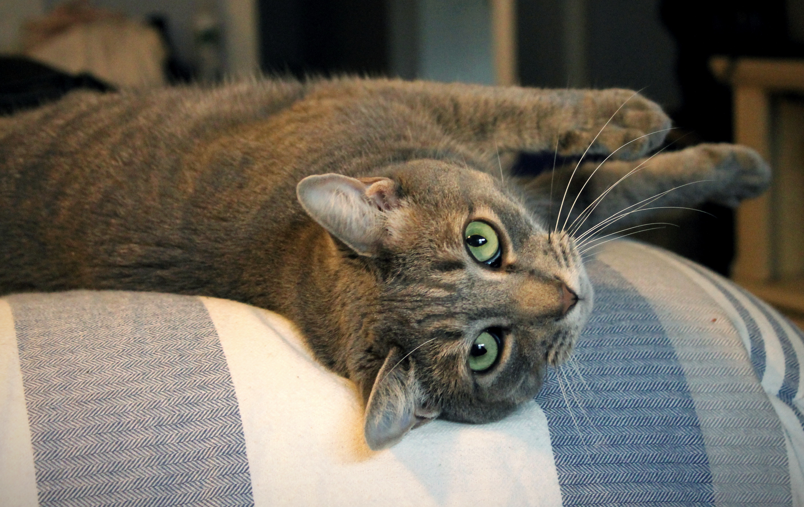 The Extraordinary Poetry of Buddy the Cat Pain In The Bud