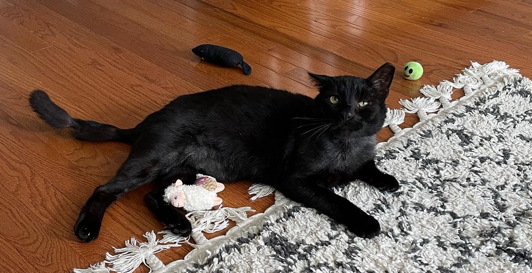 It’s Official Buddy The Philly Cat Has A Forever Home Pain In The Bud