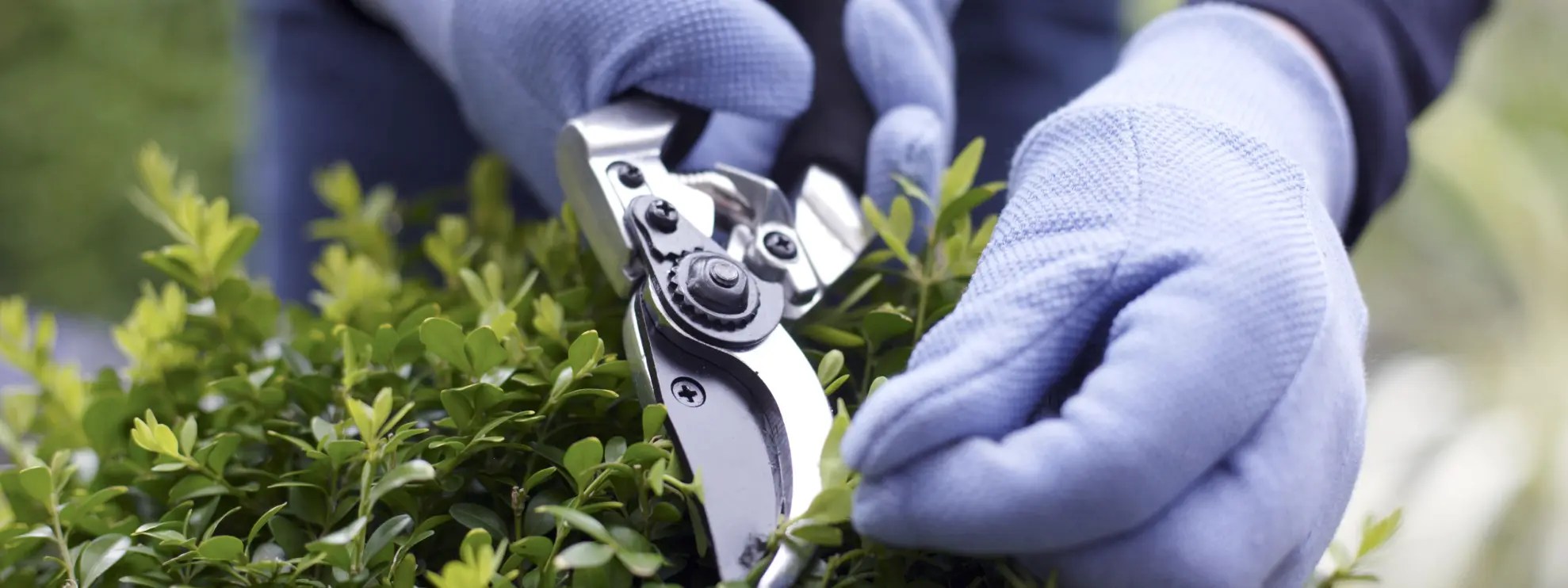 Palm Tree Removal Gold Coast Budget Tree Removal in Gold Coast