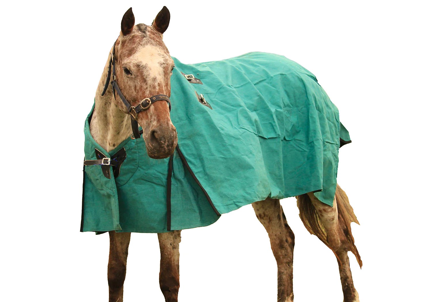 New Zealand Canvas Turnout Rug Bud Polo