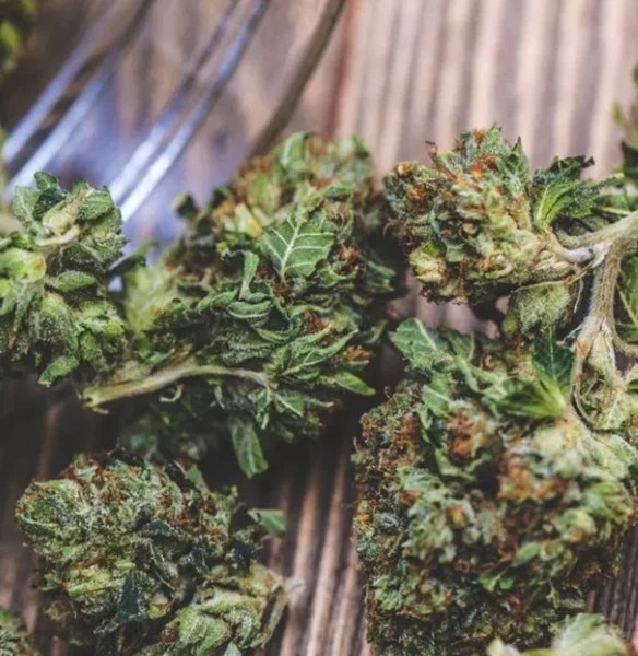 Tyson Marijuana Strain Buds Estate