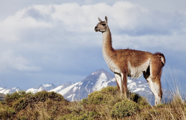 TOP 10 Animales autóctonos de Argentina