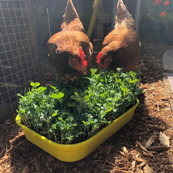 Microgreen Kit The Backyard Urban Farm Company