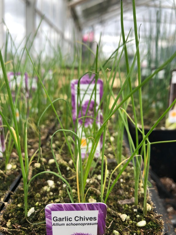 Chives, Garlic The Backyard Urban Farm Company