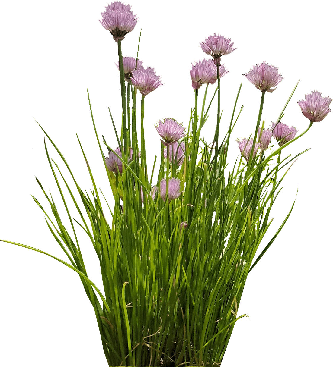 My Top 10 Cold Hardy Veggies The Backyard Urban Farm Company