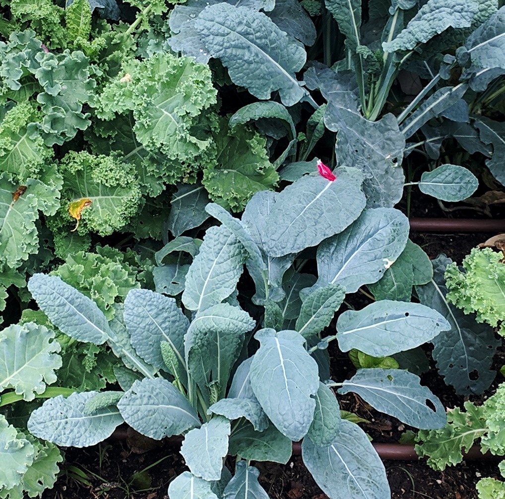 Kale, Dinosaur The Backyard Urban Farm Company