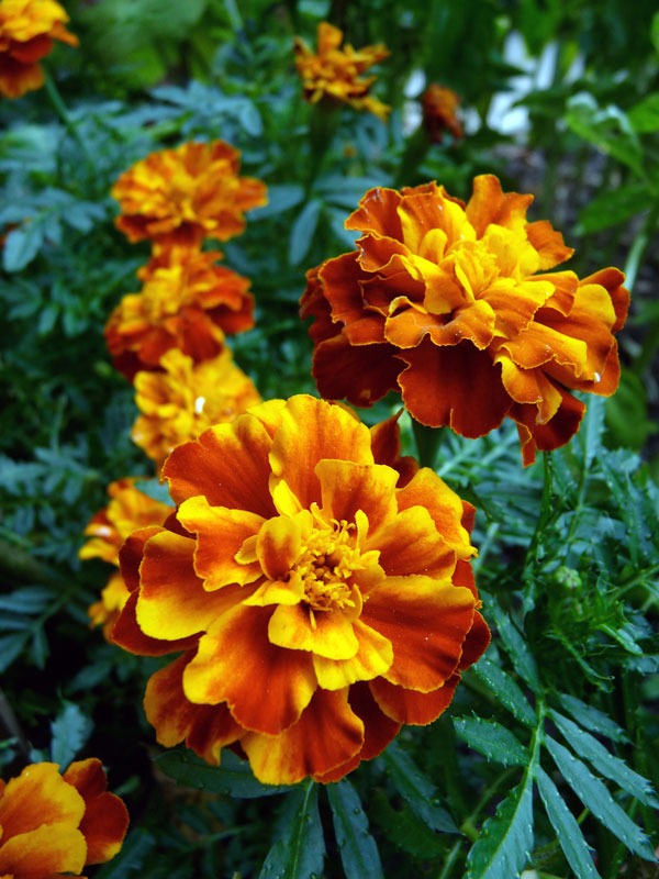 Marigold, French The Backyard Urban Farm Company