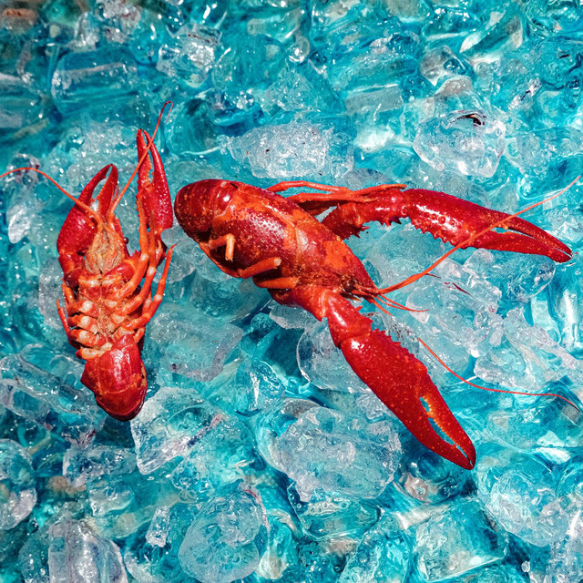 The Roof Dogs “Weather” Buffablog