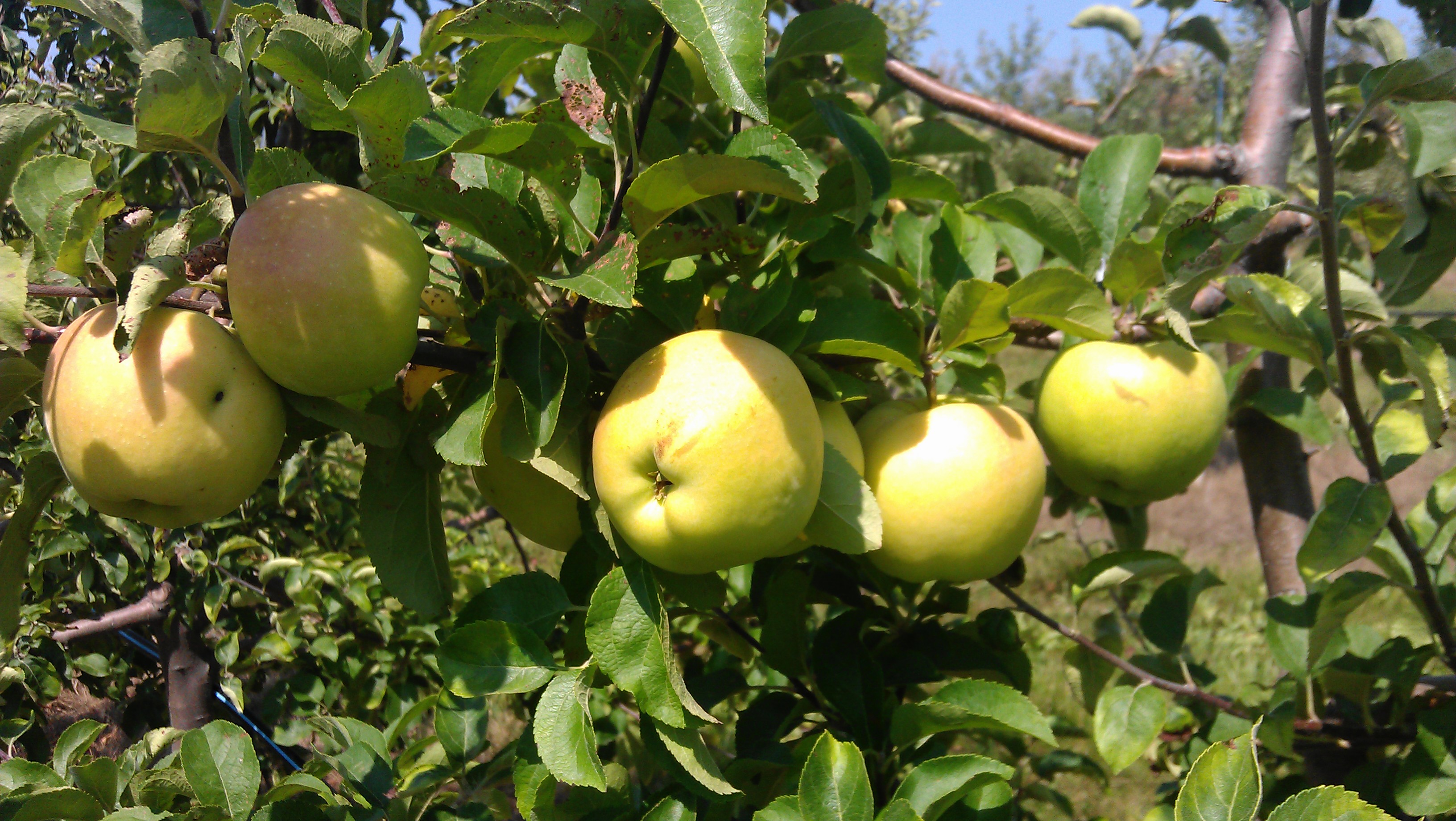 Apples Buffalo Ridge Orchard