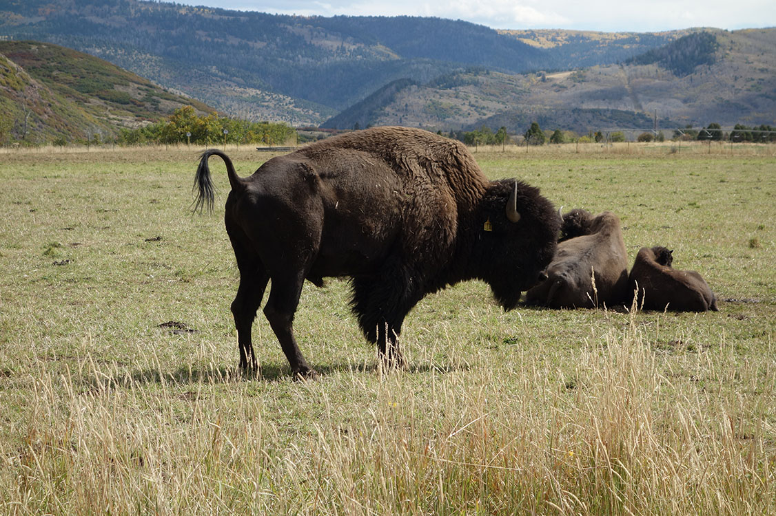 The Buffalo Buffalo Run Ranch