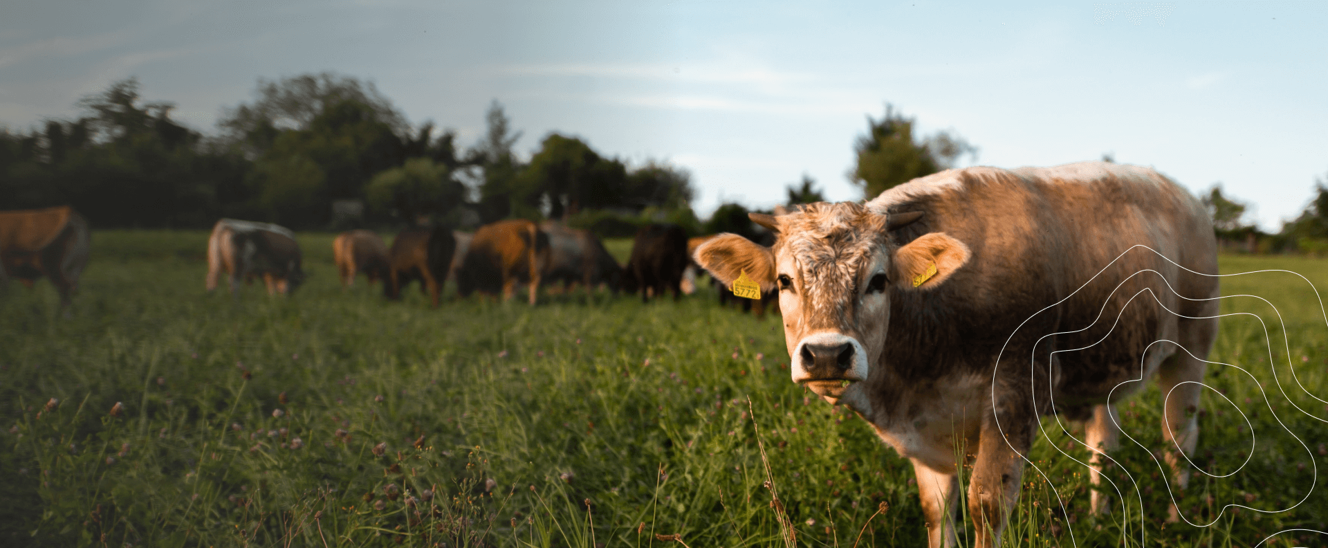 Vet Near Me 82834 Buffalo Veterinary Clinic Buffalo, WY