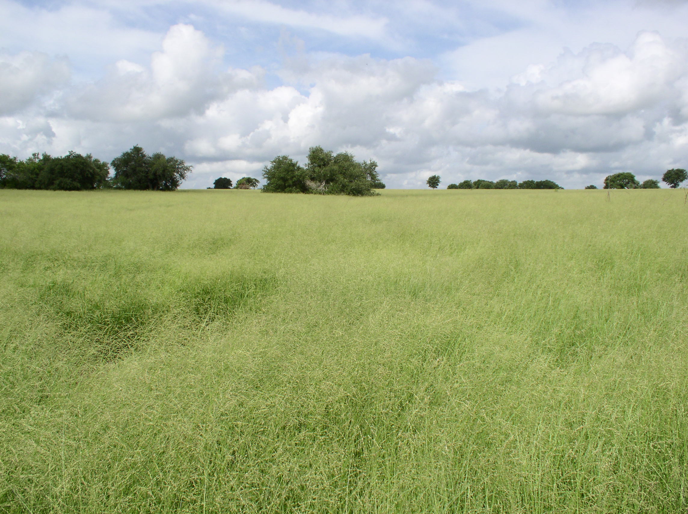 KLEIN GRASS SELECTION75 Buffel Grass Seed Company
