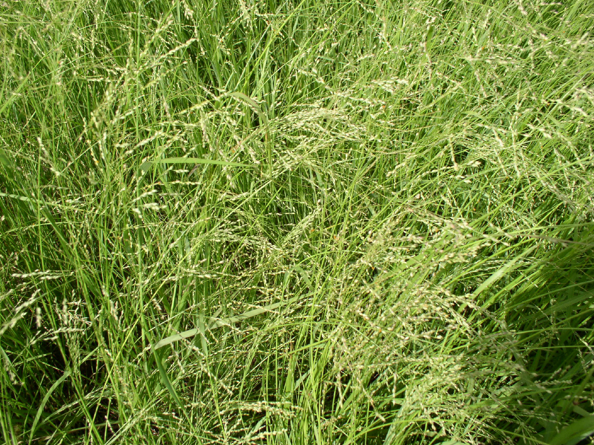 Grass Cut Price Per Acre at Susan Hall blog