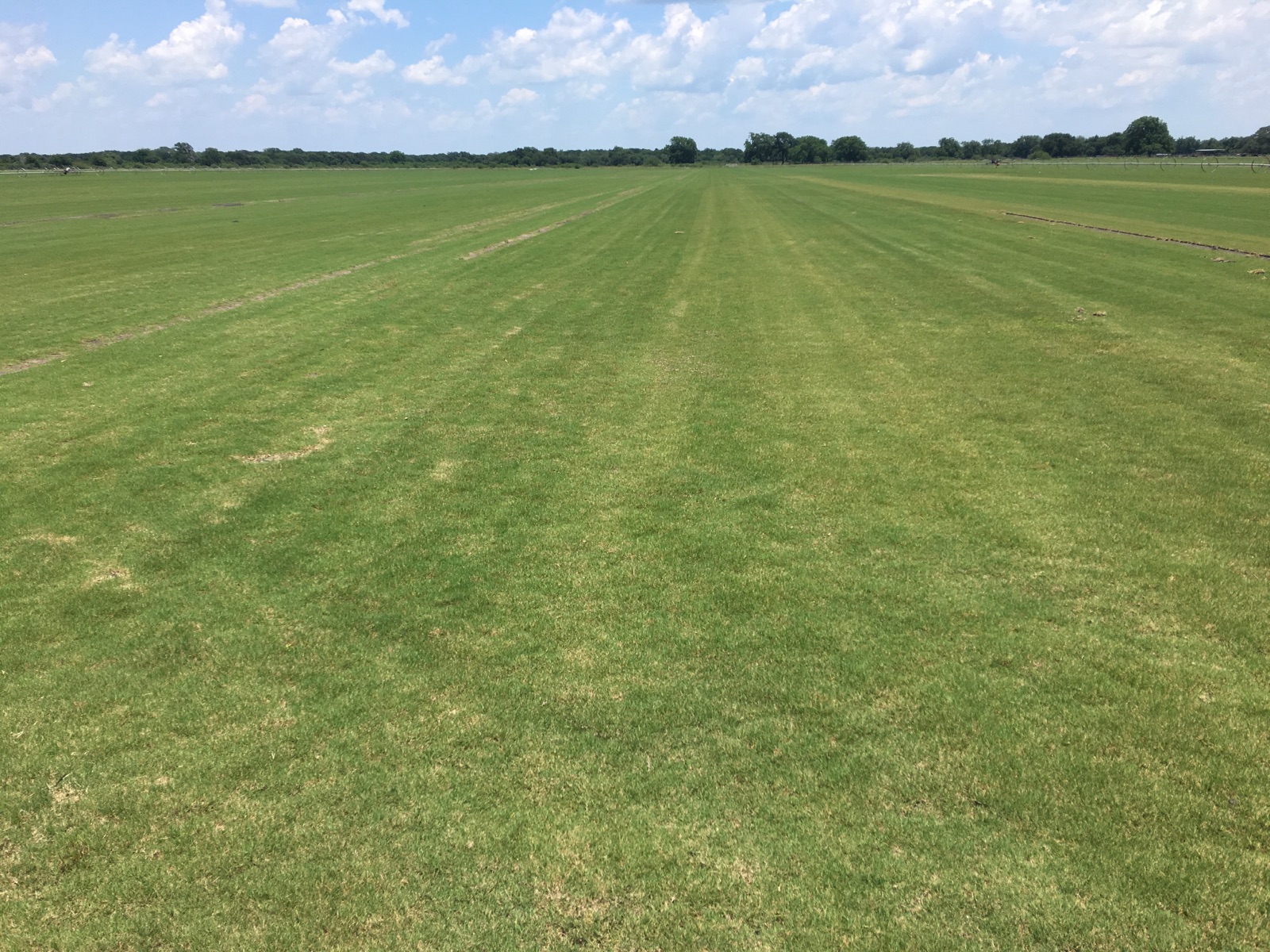 TIFWAY TIFTON 419 BERMUDA SOD Buffel Grass Seed Company