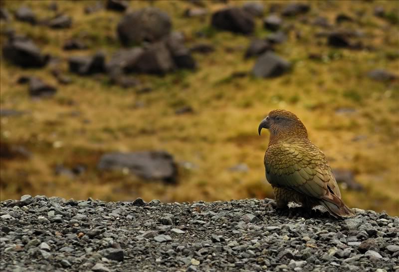 Umnejshie Popugai Kea
