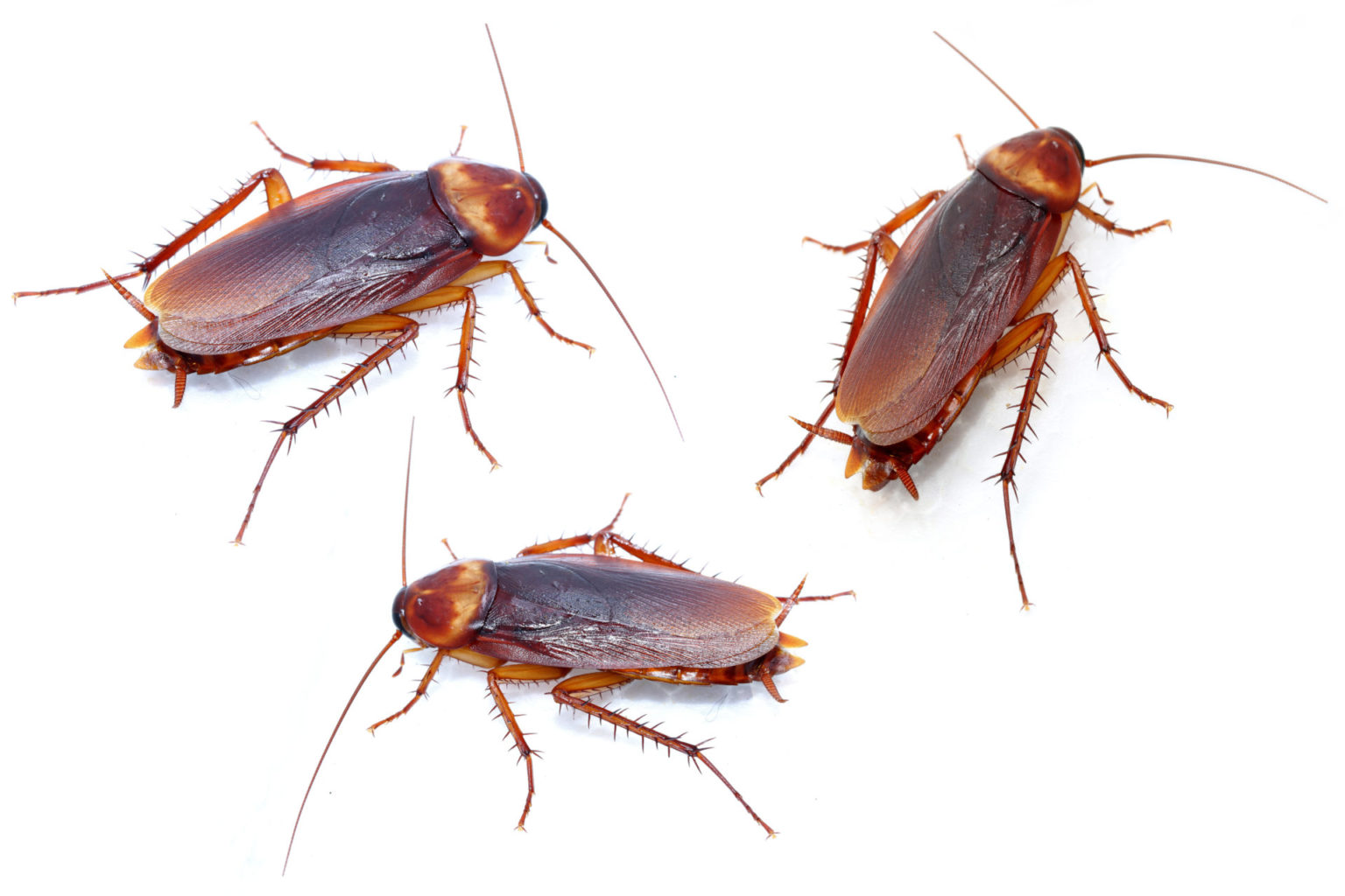 Identify Common Roaches BugAWay Pest Control