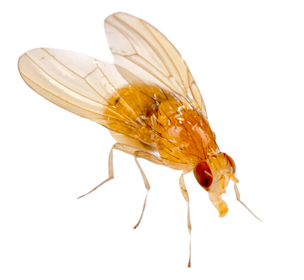 Identify Flies BugAWay