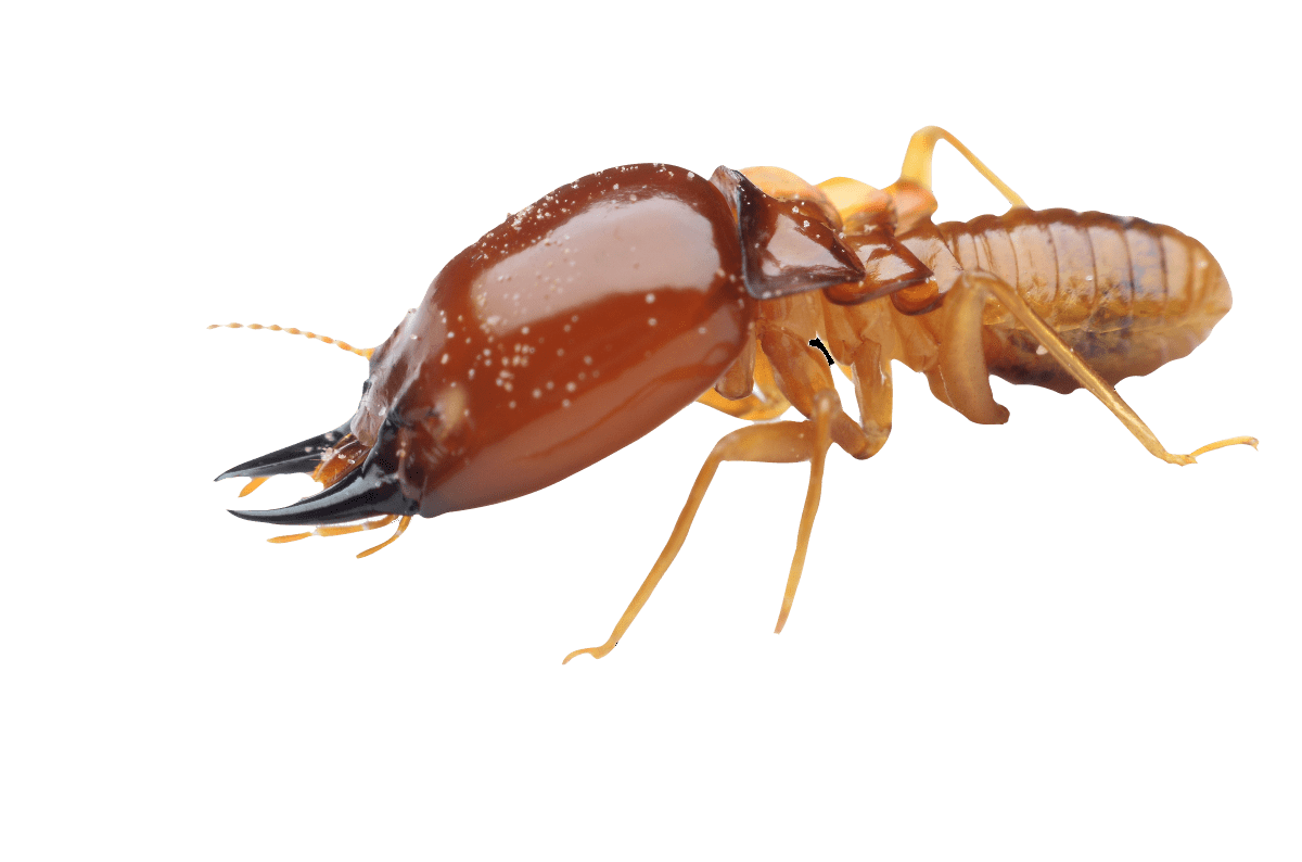 How to Prevent Termite Infestation BugAWay