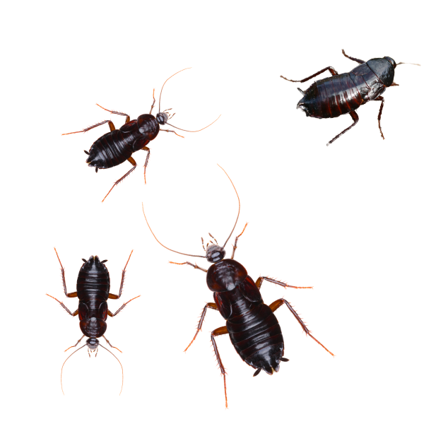 Cockroach Exterminator Near You BugAWay Pest Control