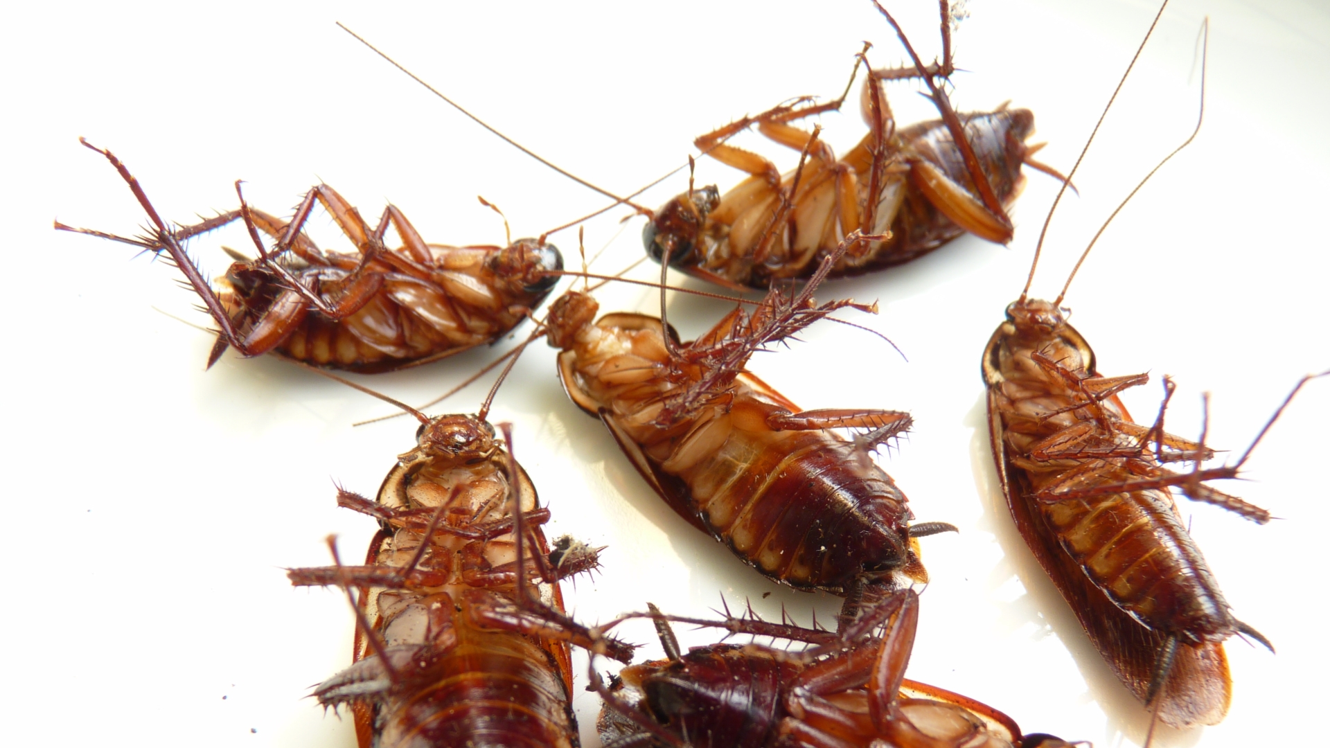 Are Cockroaches a Health Risk? BugAWay
