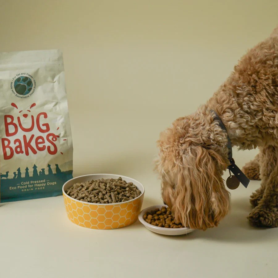 Food For Dogs With Sensitive Skin Tasty, Hypoallergenic Recipes Bug