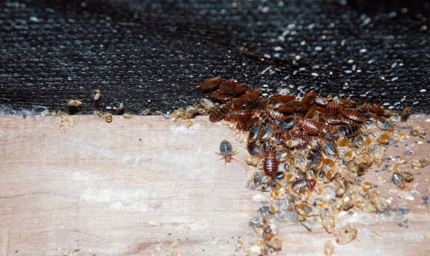 Bed Bug Control in Rancho Cucamonga Local Bed Bug Exterminator