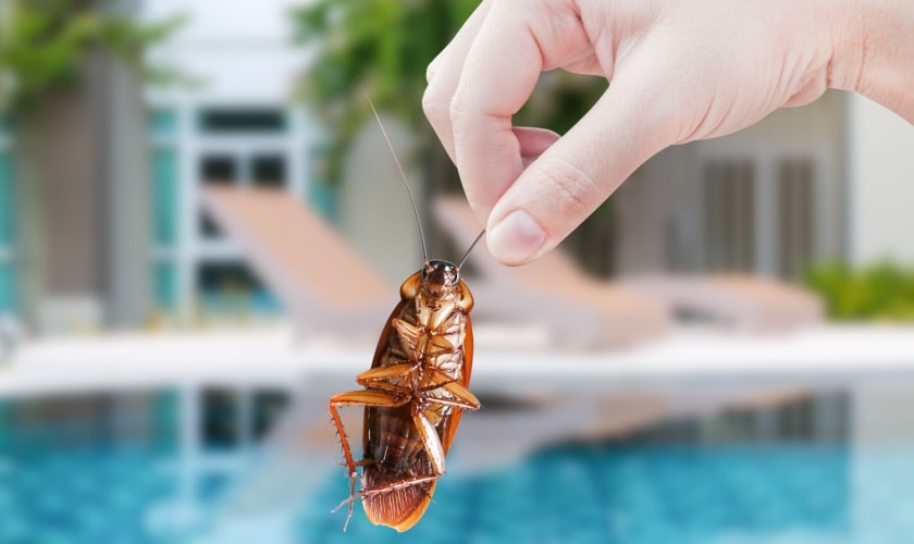 Cockroach Control in San Dimas Local Roach Exterminator