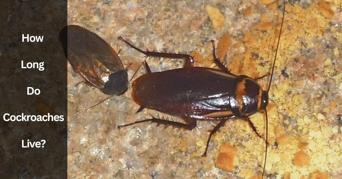 How Long Do Cockroaches Live? Discover Their Lifespan Now