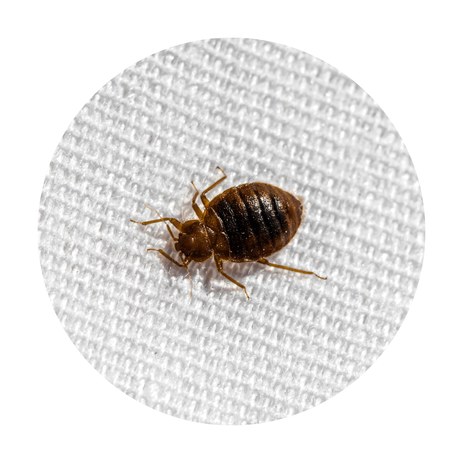Bed Bug Control Bug Busters USA Bed Bug Experts