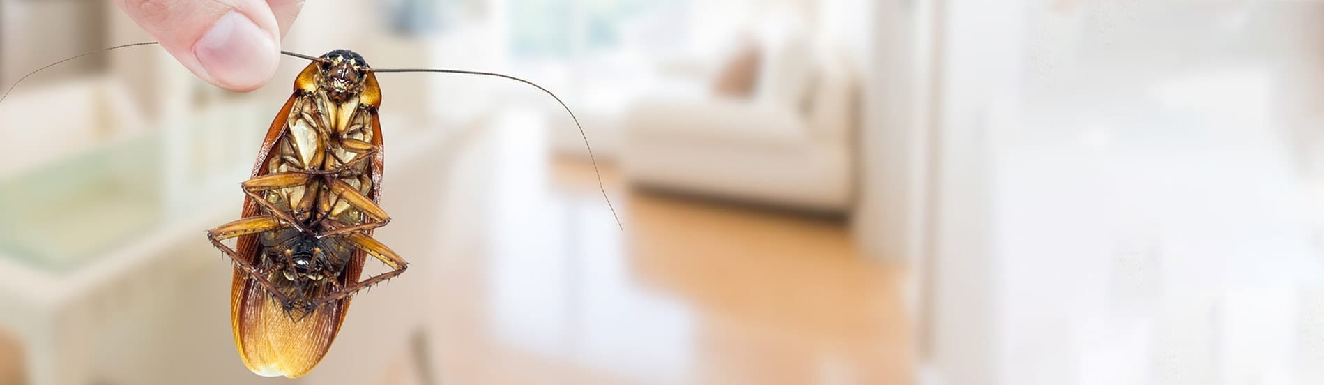 Residential & Commercial Pest Control Atlanta GA, Chattanooga TN