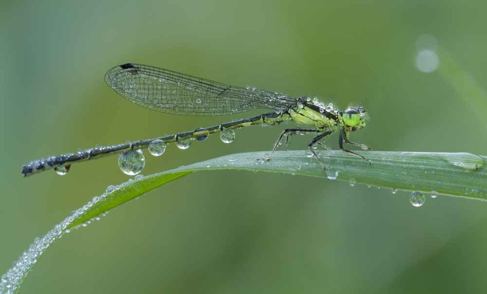 Where Do Dragonflies Go When It Rains? Bug Domain