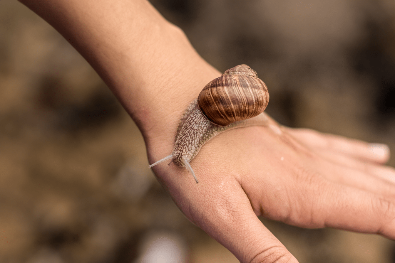 Are Garden Snails Dangerous? Bug Domain