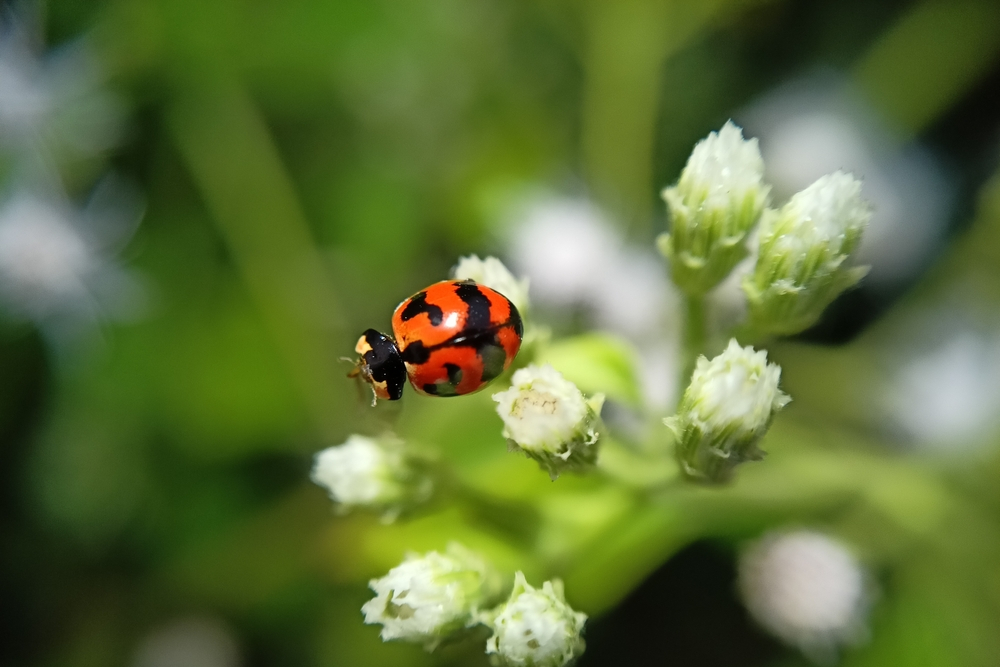 What Does It Mean When A Ladybug Has No Spots? Bug Domain
